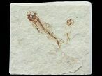 Pair of Cretaceous Fossil Fish - Lebanon #70020-1